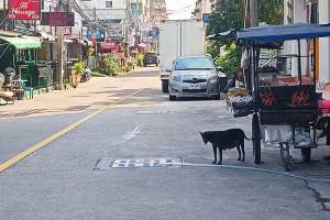 En av de to hundene som n&aring; er fjernet fra Jomtien Beach Soi 7, ca. hundre meter fra stranden. 